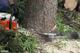  Brentwood, TN Tree Removal Pros