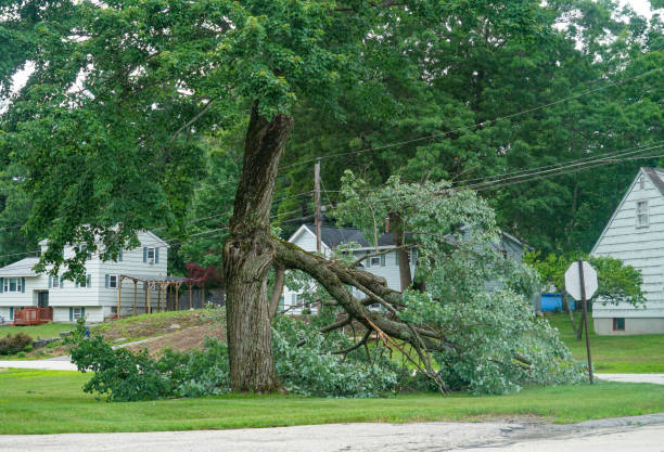Professional Tree Removal in Brentwood, TN